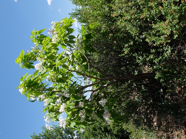 Catalpa speciosa